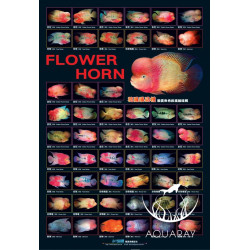 Flower Horn Poster