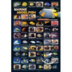 Marine Angelfish Poster