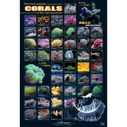 Corals Poster AZ90151