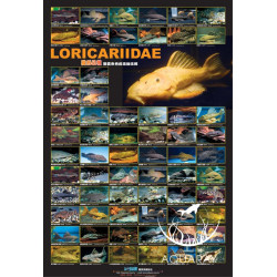Loricariida Poster AZ90164