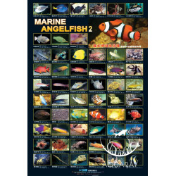 Marine Fish Poster AZ90174