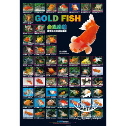 Goldfish Poster AZ90176